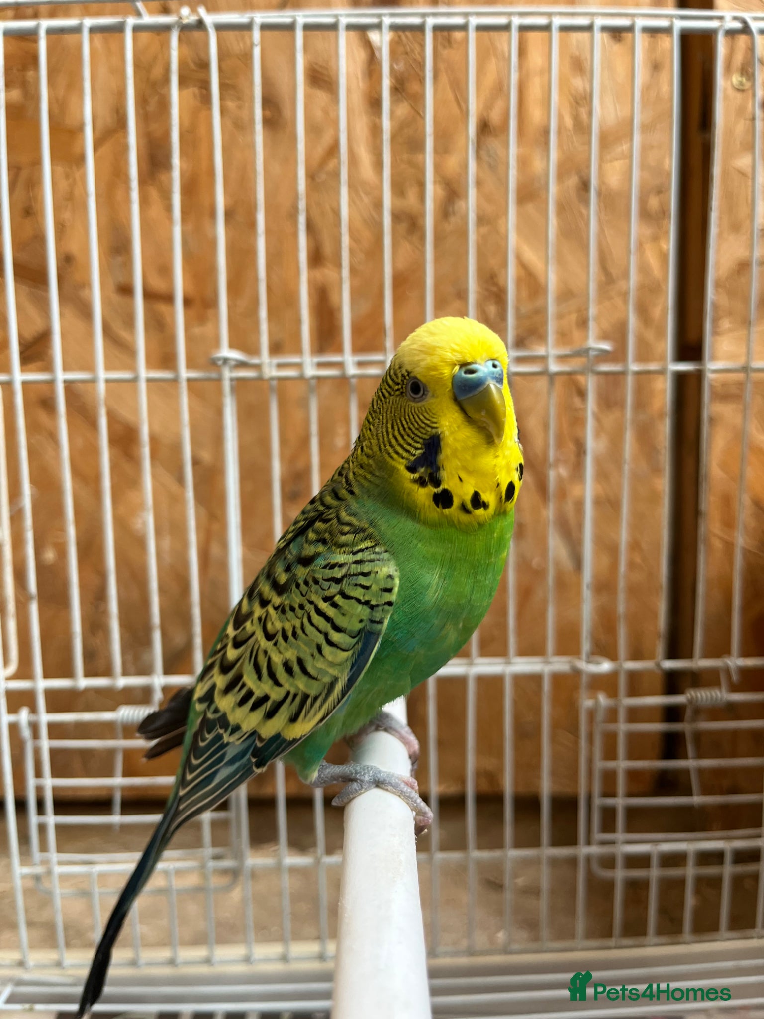 Budgerigars birds 2  Budgies looking for a companion - Advert 6