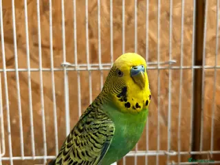 Budgerigars birds 2 Budgies looking for a companion - Advert 6