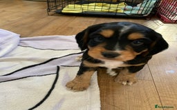 Cocker Spaniel dogs for sale: Cocker Spaniel pups for sale  - Image 2