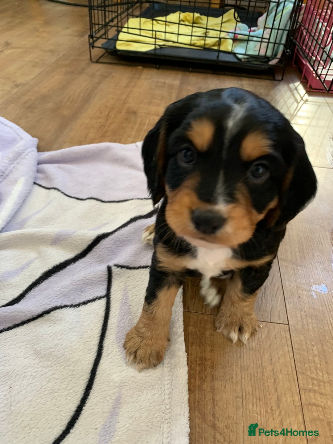 Cocker Spaniel dogs for sale: Cocker Spaniel pups for sale  - Image 2