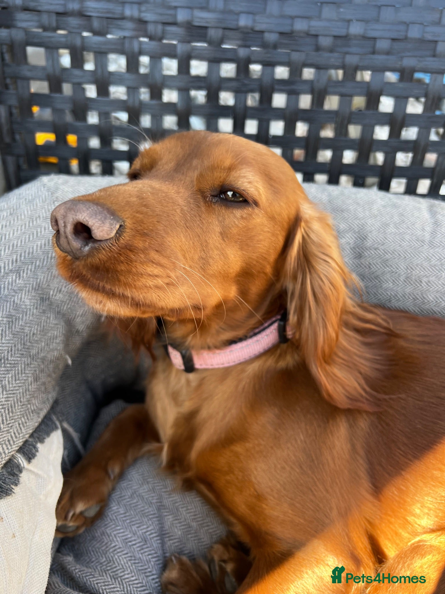 Cocker Spaniel dogs 5 cocker spaniels available  - Advert 2