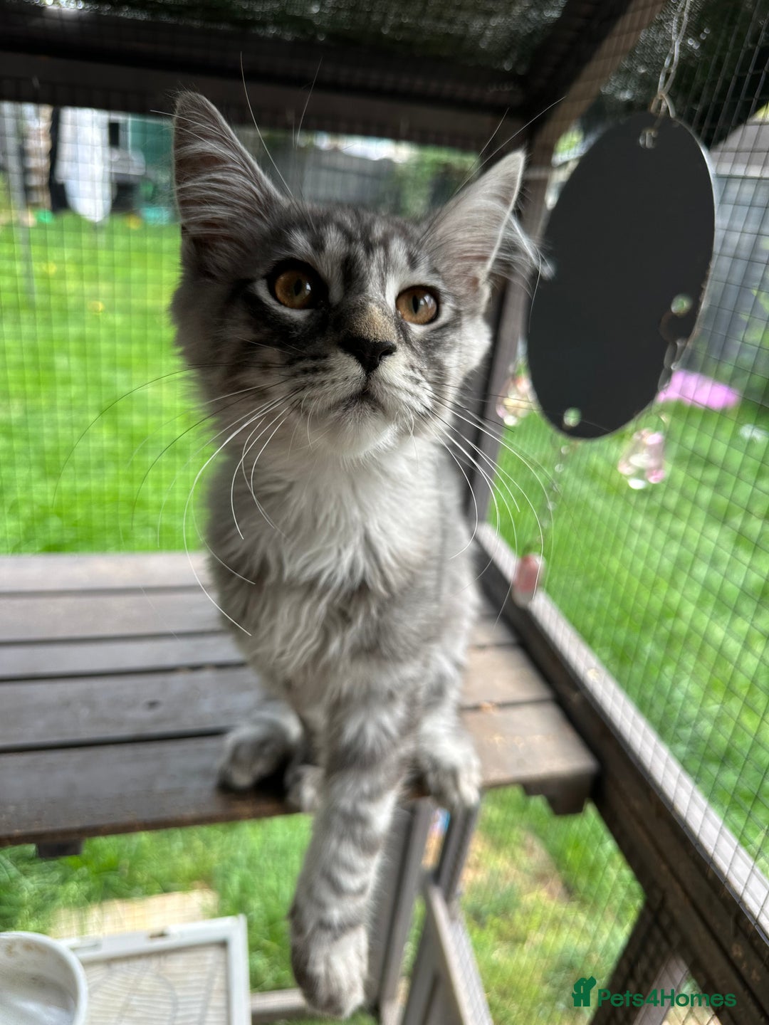 Maine Coon cats for sale: FULL Mainecoon kittens  - Image 8