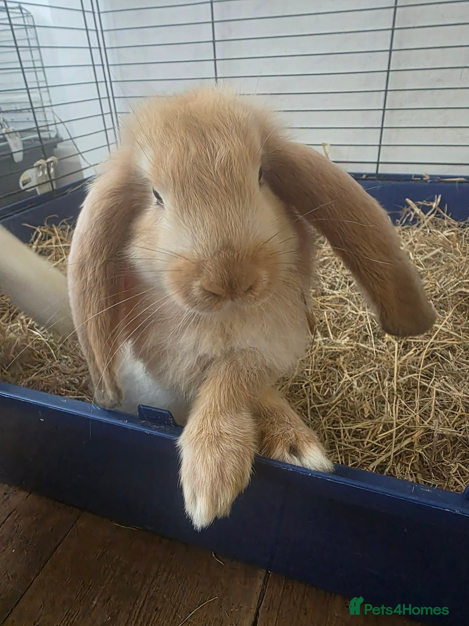 French Lop rabbits French Lops ready for new home ;) - Advert 2