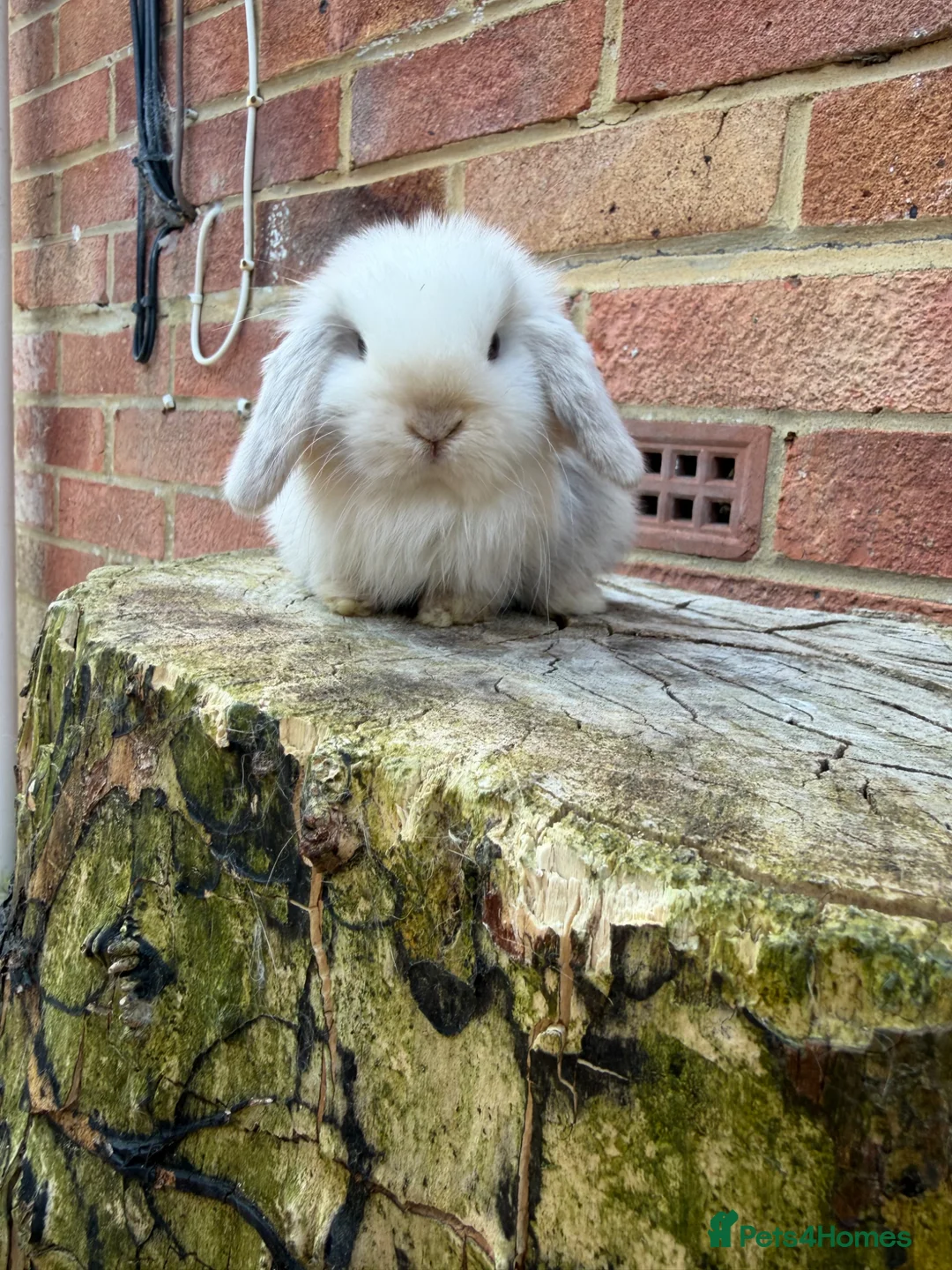 Mini Lop rabbits for sale: Mini lop sibling kits RTL 20/05 - Advert 2