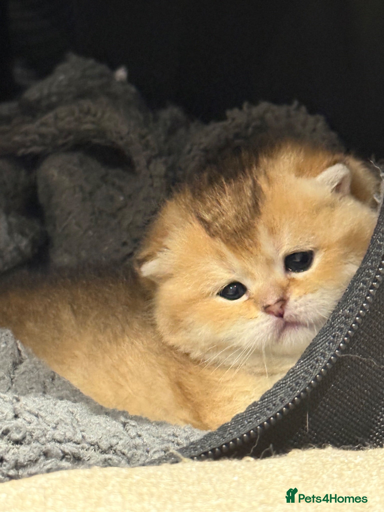 British Shorthair cats 2 BSH amazing boy from champion line  - Advert 2