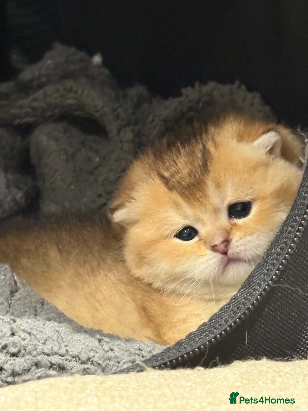 British Shorthair cats for sale: 2 BSH amazing boy from champion line  - Advert 1