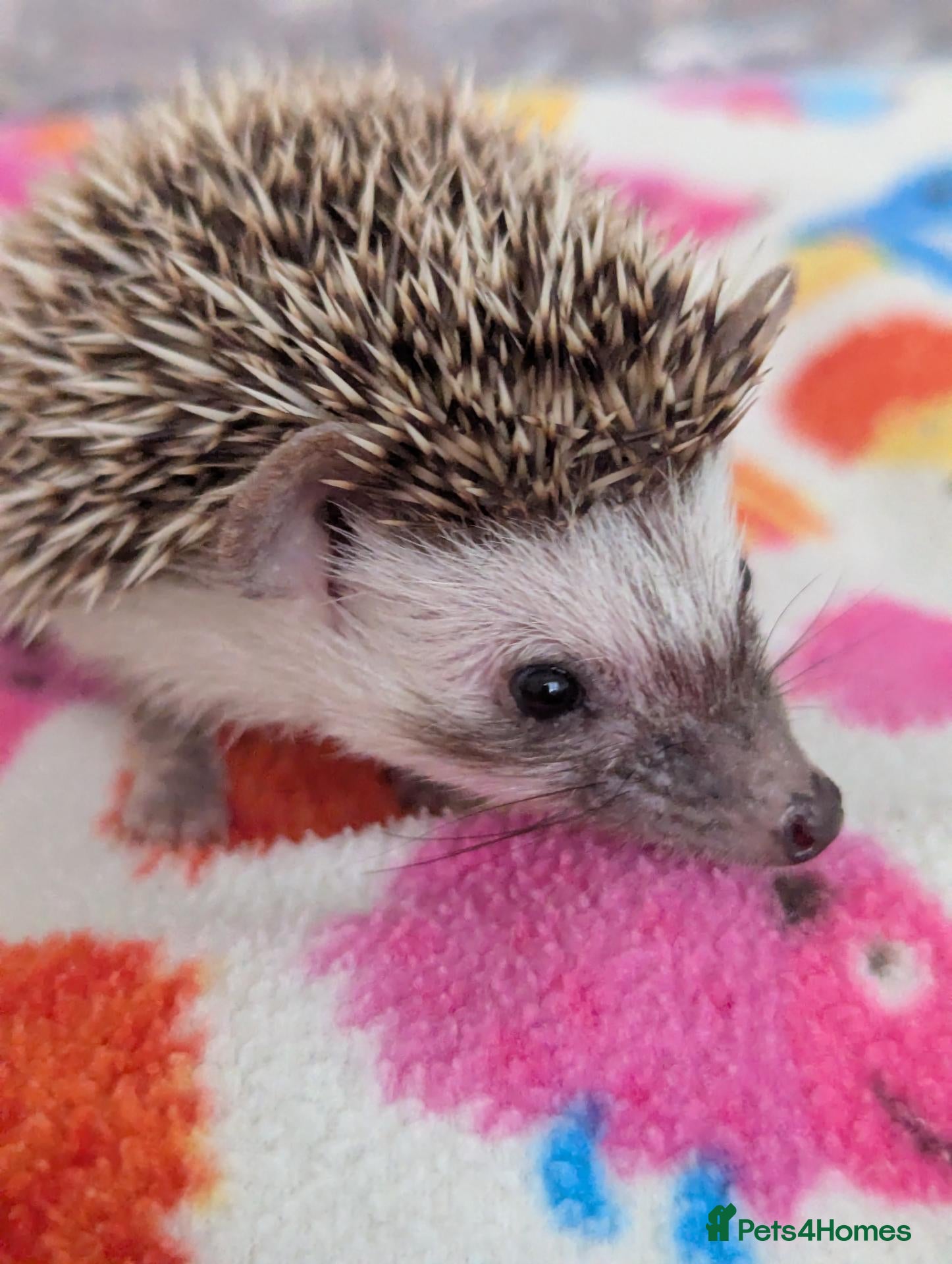 Pygmy Hedgehog rodents Stunning Hoglets 8 weeks old/Ready Now - Advert 1