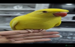Budgerigars birds for sale: Handreared super tame baby yellow ringneck parrot - Image 5