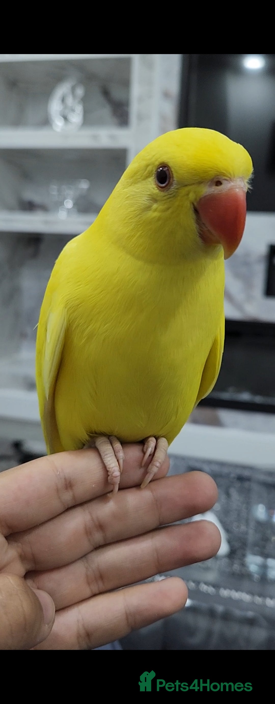 Budgerigars birds for sale: Handreared super tame baby yellow ringneck parrot - Image 5