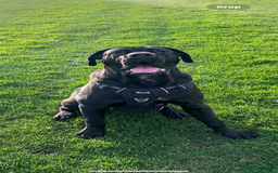 Cane Corso dogs for sale: Adult Jet Black Cane Corso (Rehome). No fee.  - Image 5