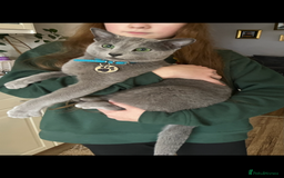 Russian Blue cats for sale: Retired Russian Blue Stud Cat - Image 2
