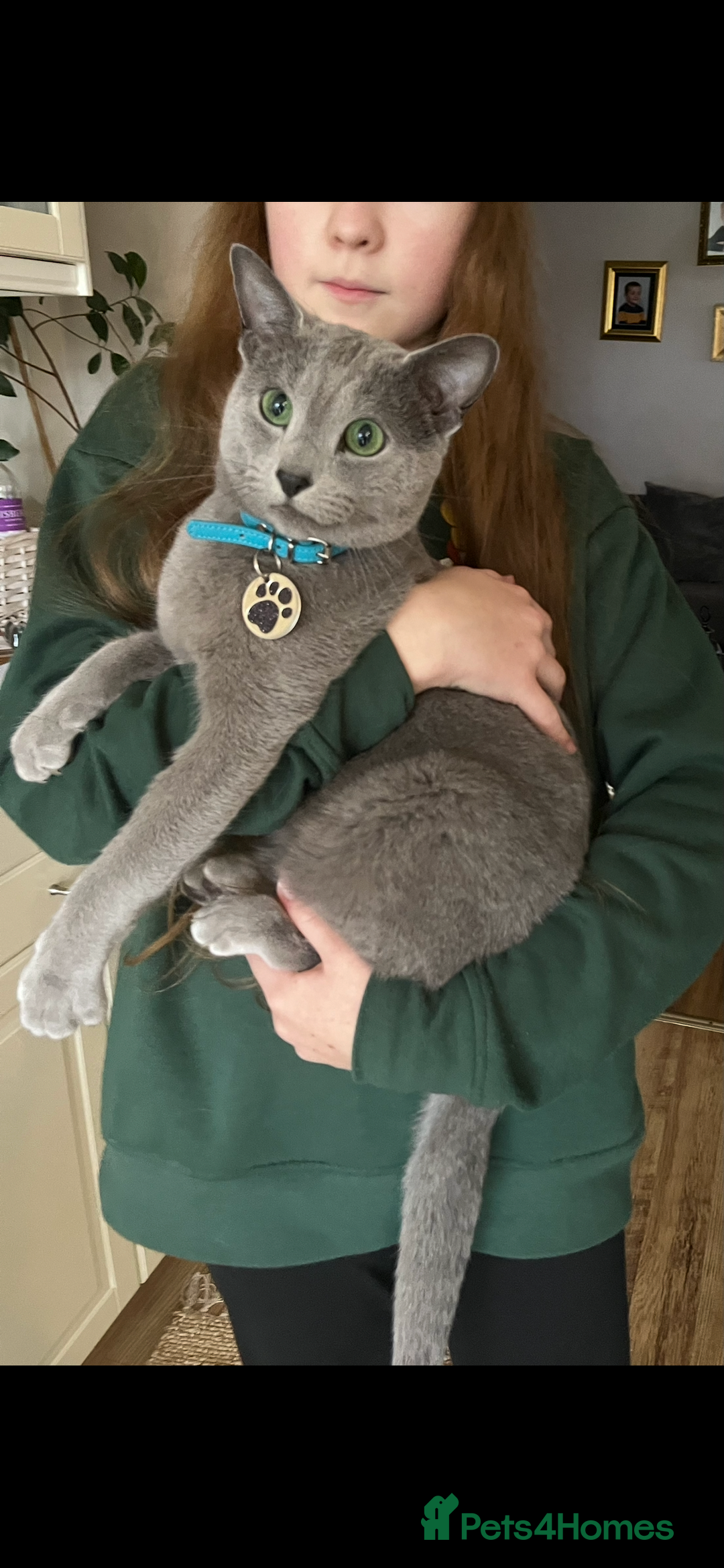 Russian Blue cats for sale: Retired Russian Blue Stud Cat - Image 2