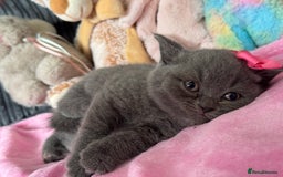 British Shorthair cats for sale: Gorgeous Champions line British Shorthair - Image 9