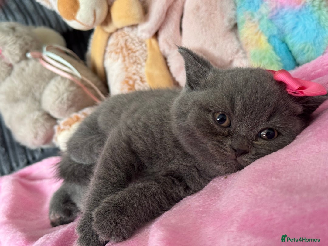 British Shorthair cats for sale: Gorgeous Champions line British Shorthair - Image 9