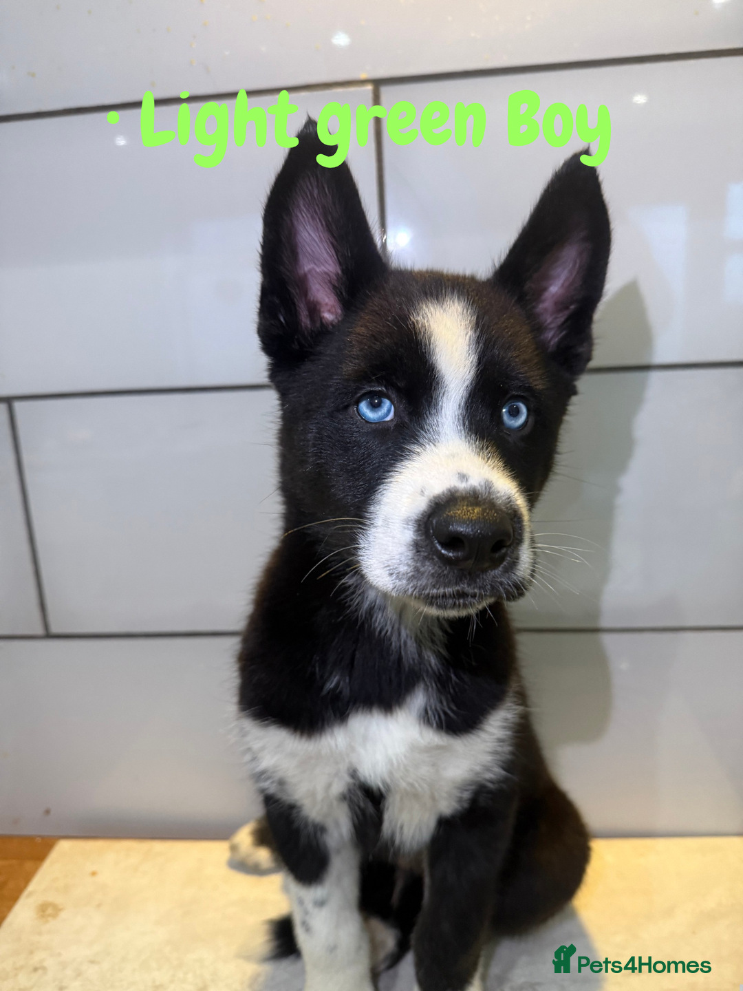 Siberian Husky dogs for sale: Husky Puppies 🩵🩷 - Advert 10