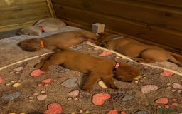 Labrador Retriever dogs for sale: Fox Red Labrador Puppies - Advert 17
