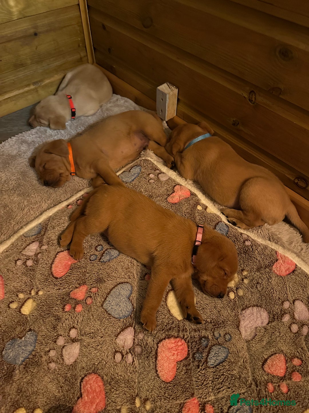 Labrador Retriever dogs for sale: Fox Red Labrador Puppies - Advert 17