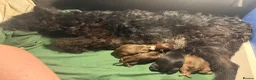Mixed Breed dogs for sale: Bullpats  - Advert 2