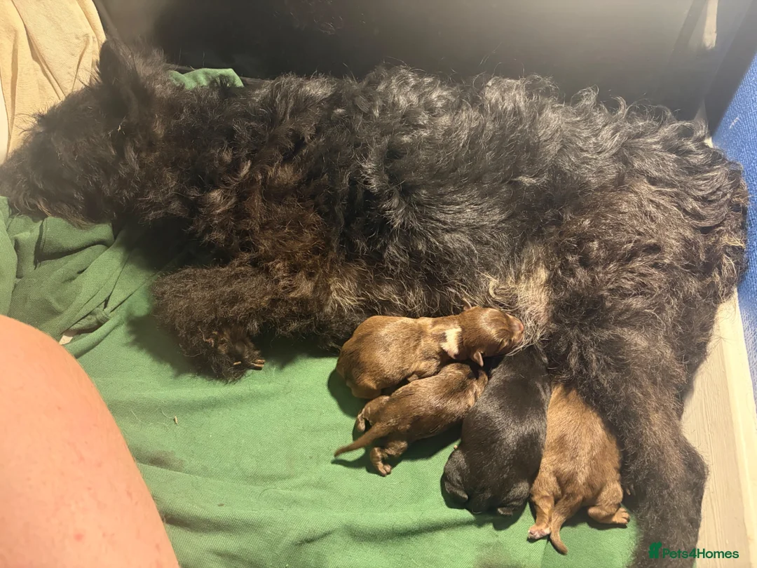 Mixed Breed dogs for sale: Bullpats  - Advert 2