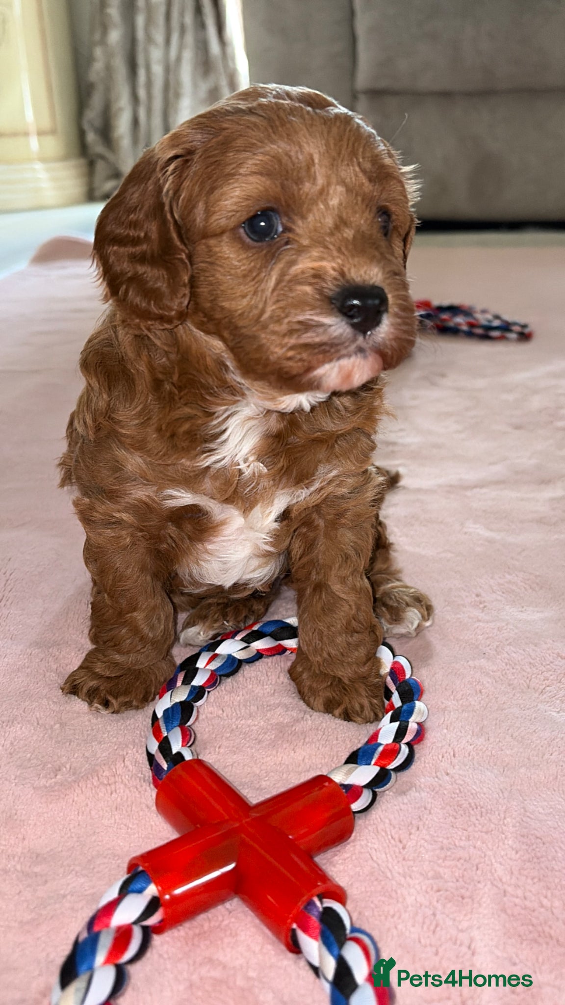 Cavapoo dogs 5⭐️Health Cleared Deep red Toy Cavapoo puppy’s  - Advert 3