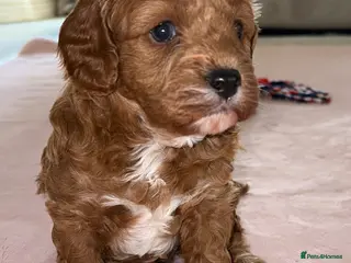 Cavapoo dogs 5⭐️Health Cleared Deep red Toy Cavapoo puppy’s - Advert 3