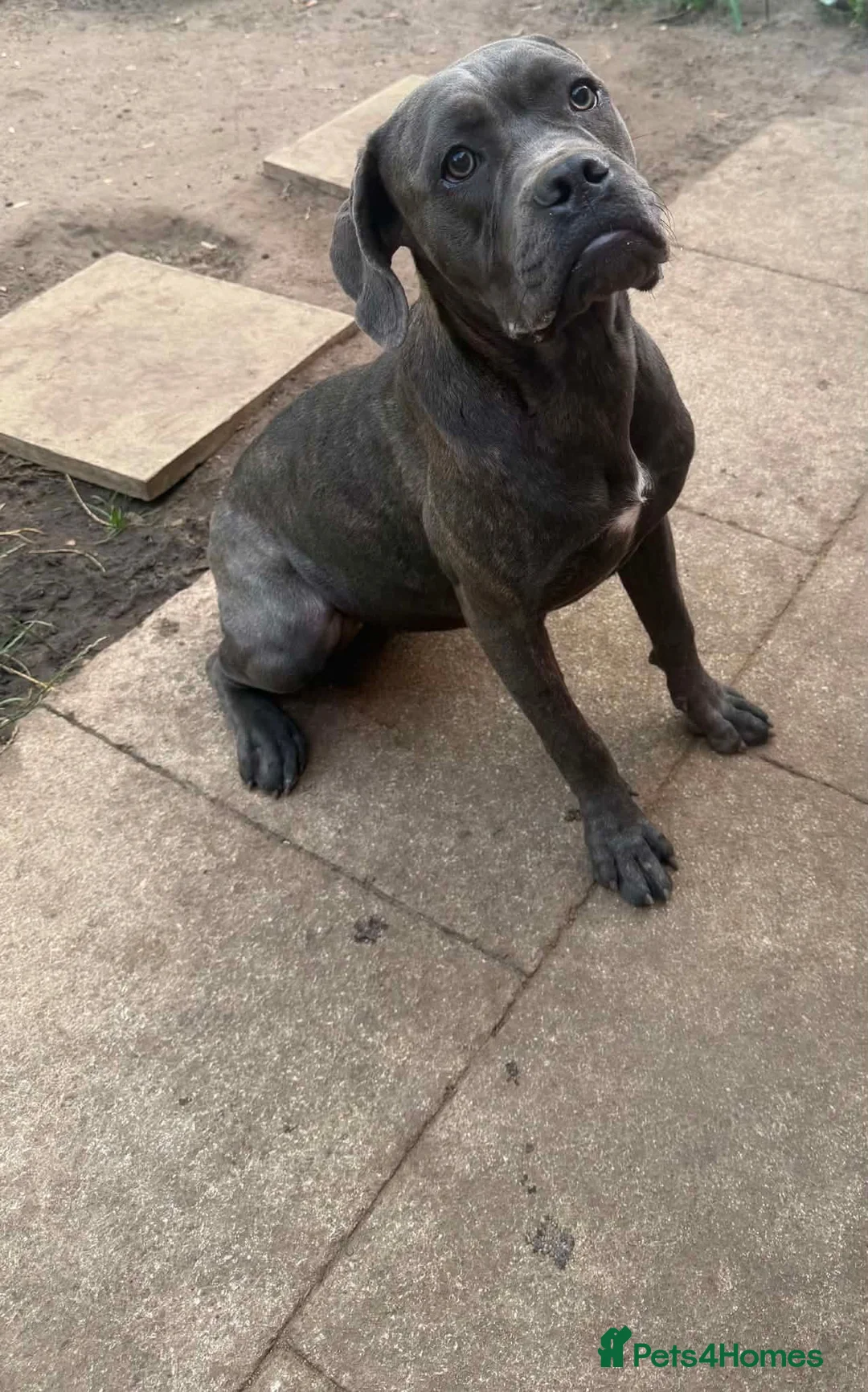 Cane Corso dogs for sale: Female cane corso  - Advert 4