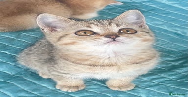 British Shorthair cats - Advert 11