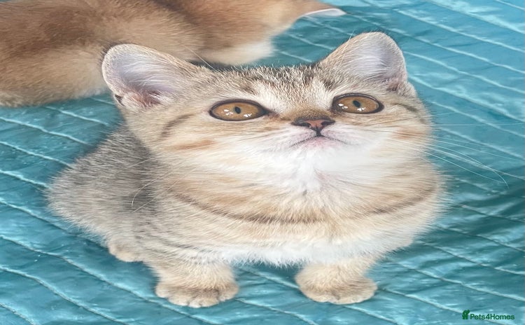 British Shorthair cats for sale - Advert 3