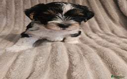 Yorkshire Terrier dogs for sale: Adorable Yorkshire Terrier Biewer Puppies Tricolor - Image 7