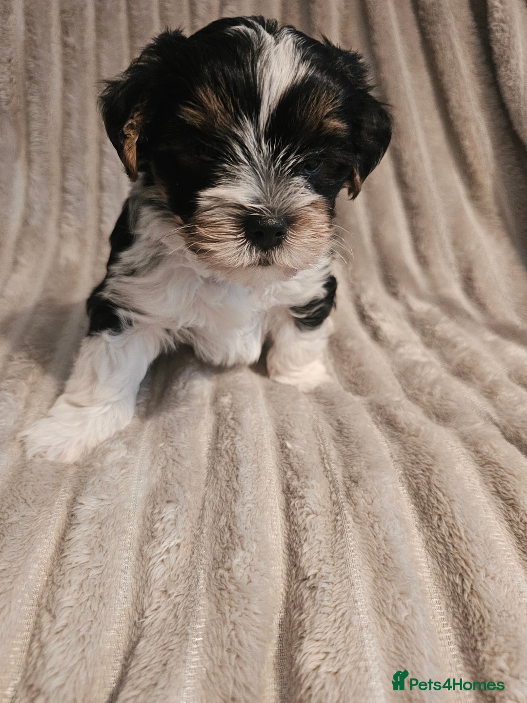 Yorkshire Terrier dogs for sale: Adorable Yorkshire Terrier Biewer Puppies Tricolor - Image 7