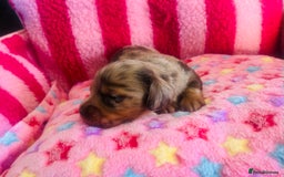 Miniature Dachshund dogs for sale: Stunning minature dachshund puppies - Image 15
