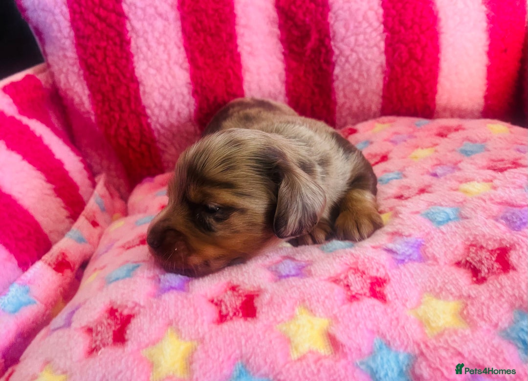 Miniature Dachshund dogs for sale: Stunning minature dachshund puppies - Image 15