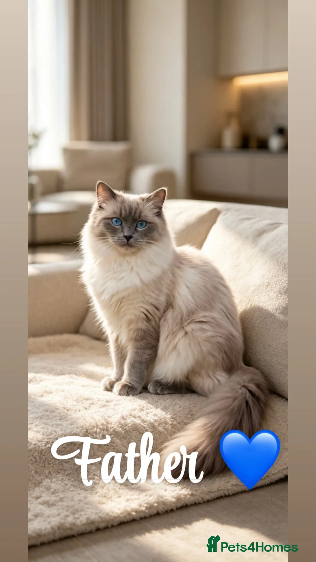 Ragdoll cats for sale: 🩷TWO BEAUTIFUL FULL RAGDOLLS🩵 in Pershore - Advert 7