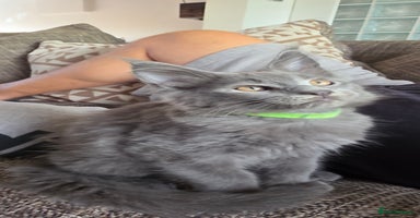 Maine Coon cats - Advert 2