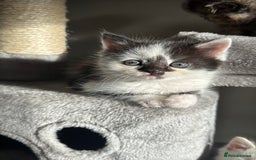 Persian cats for sale: mixed bombay and persian kittens  - Image 15