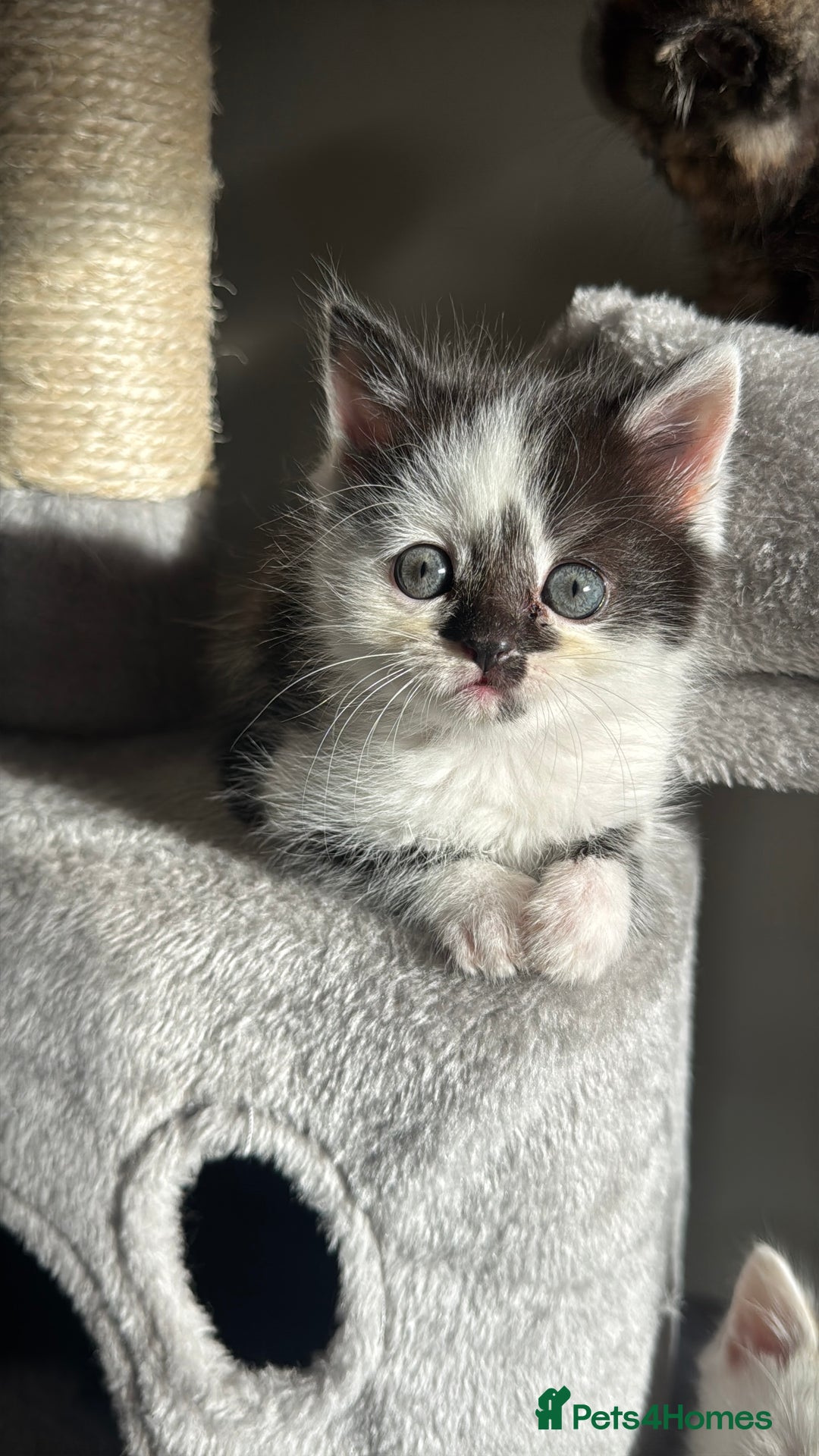 Persian cats for sale: mixed bombay and persian kittens  - Image 15