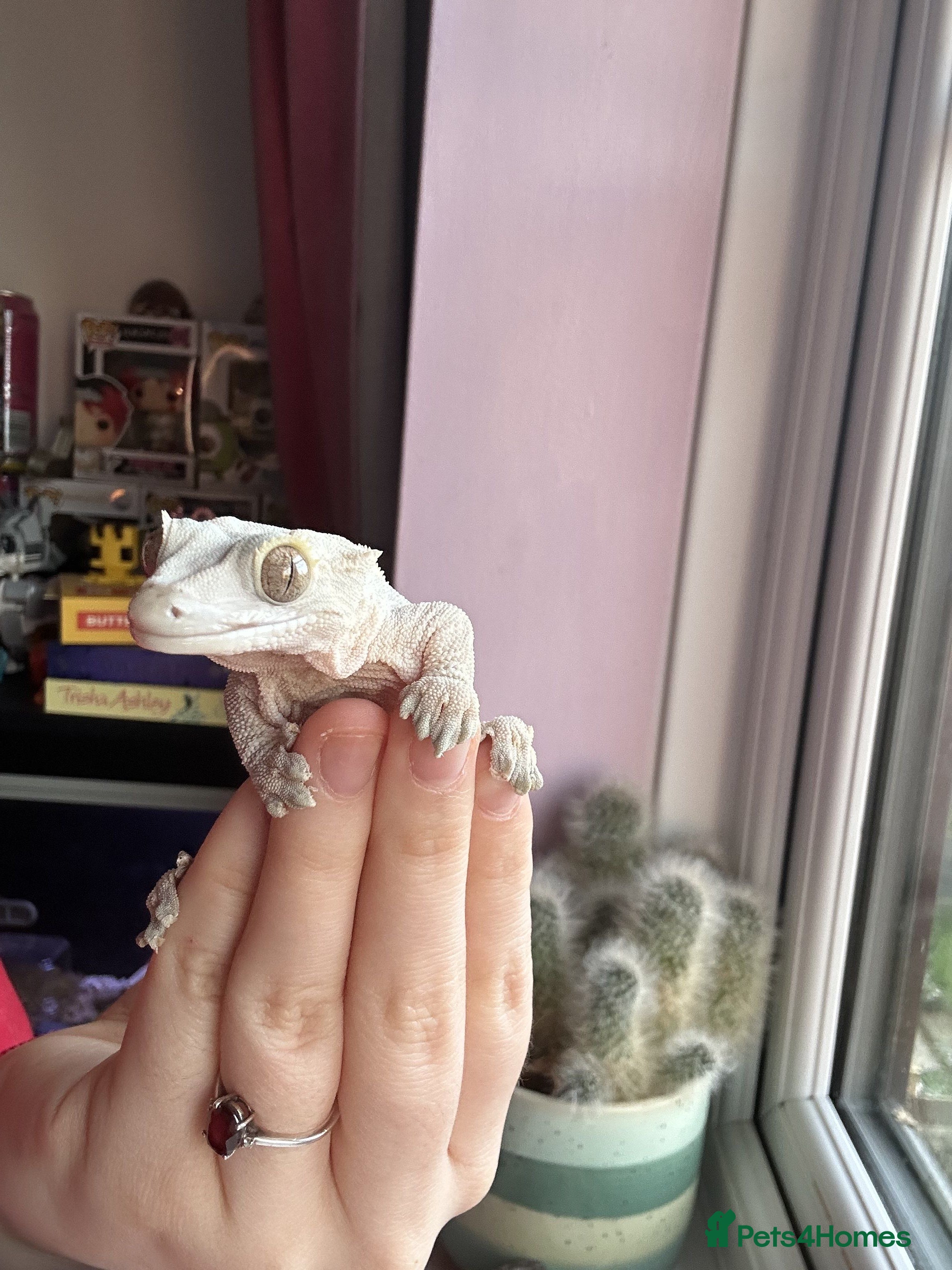 Gecko reptiles Female crested gecko (Read desc) - Advert 1