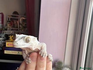 Gecko reptiles Female crested gecko (Read desc) - Advert 1