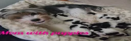 Biewer Terrier dogs for sale: Biewer terrier puppies in Burton-on-Trent - Advert 3