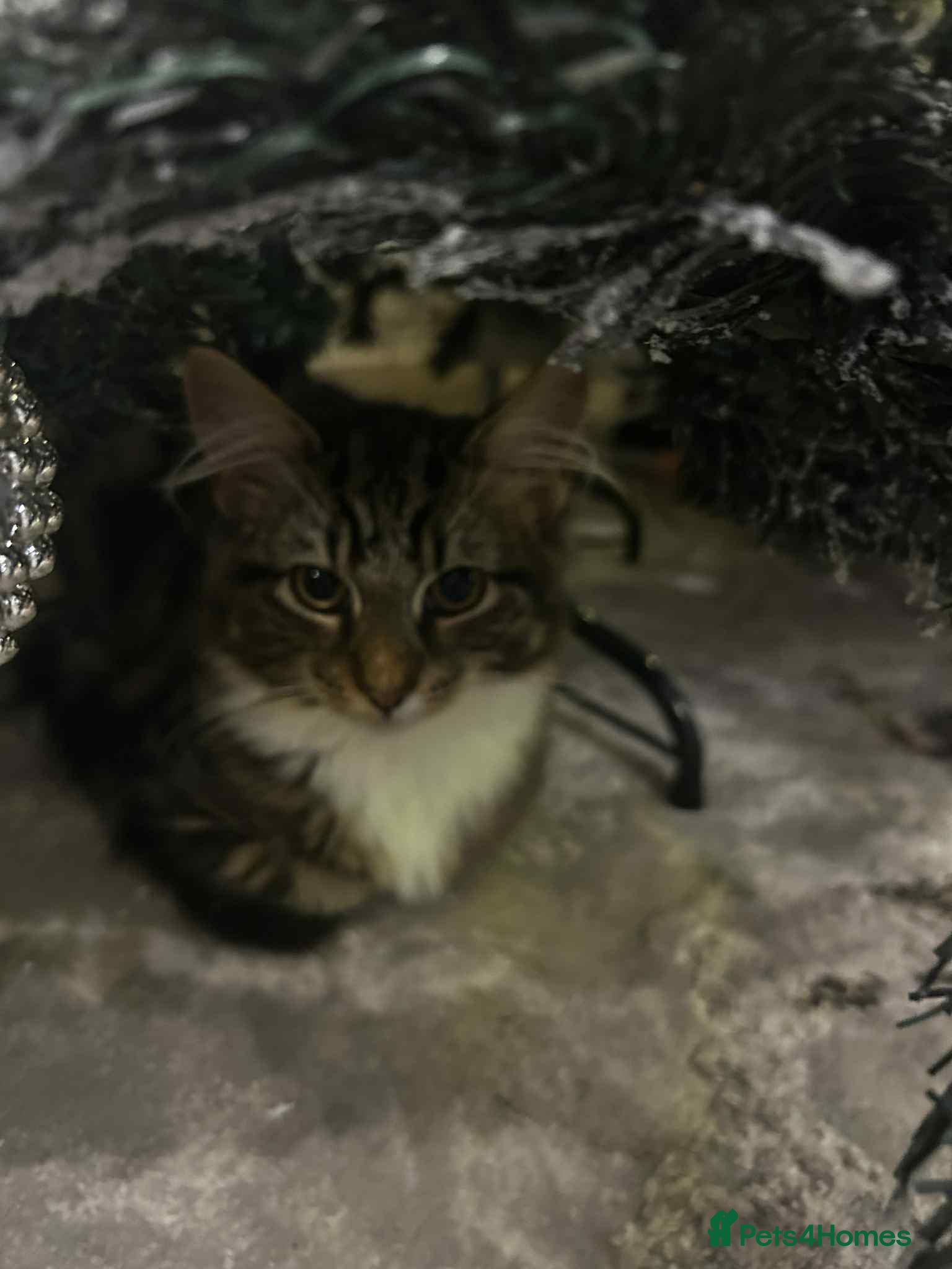 Mixed Breed cats Cat 5 month old  - Advert 6