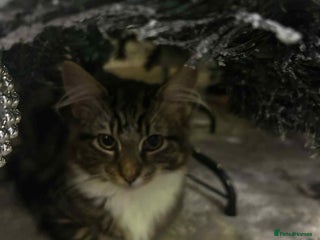 Mixed Breed cats Cat 5 month old - Advert 1