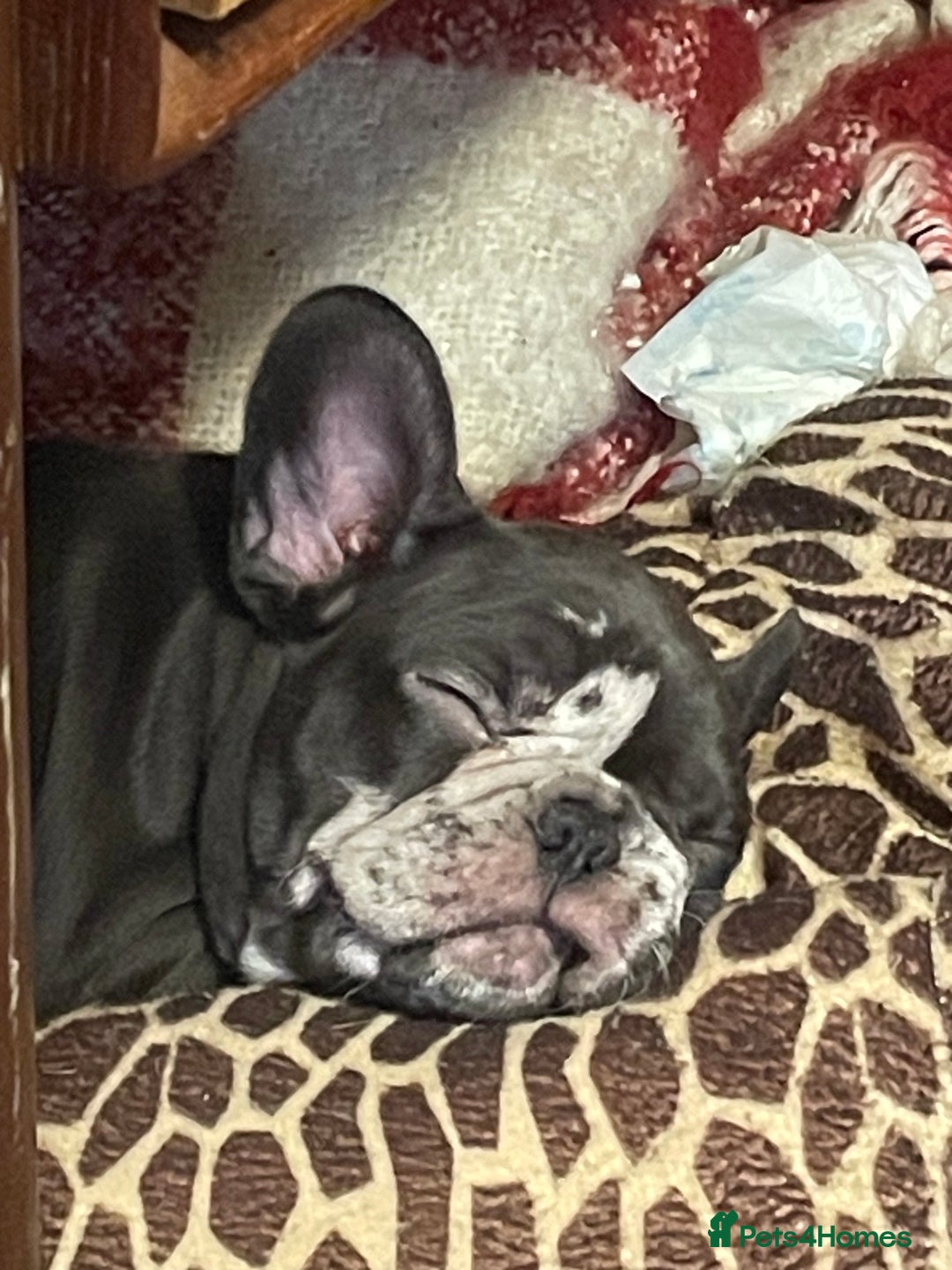 French Bulldog dogs for sale: French Bulldog - Advert 3