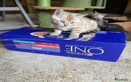 Bengal cats for sale: 3 Pure Bengals left  - Image 33