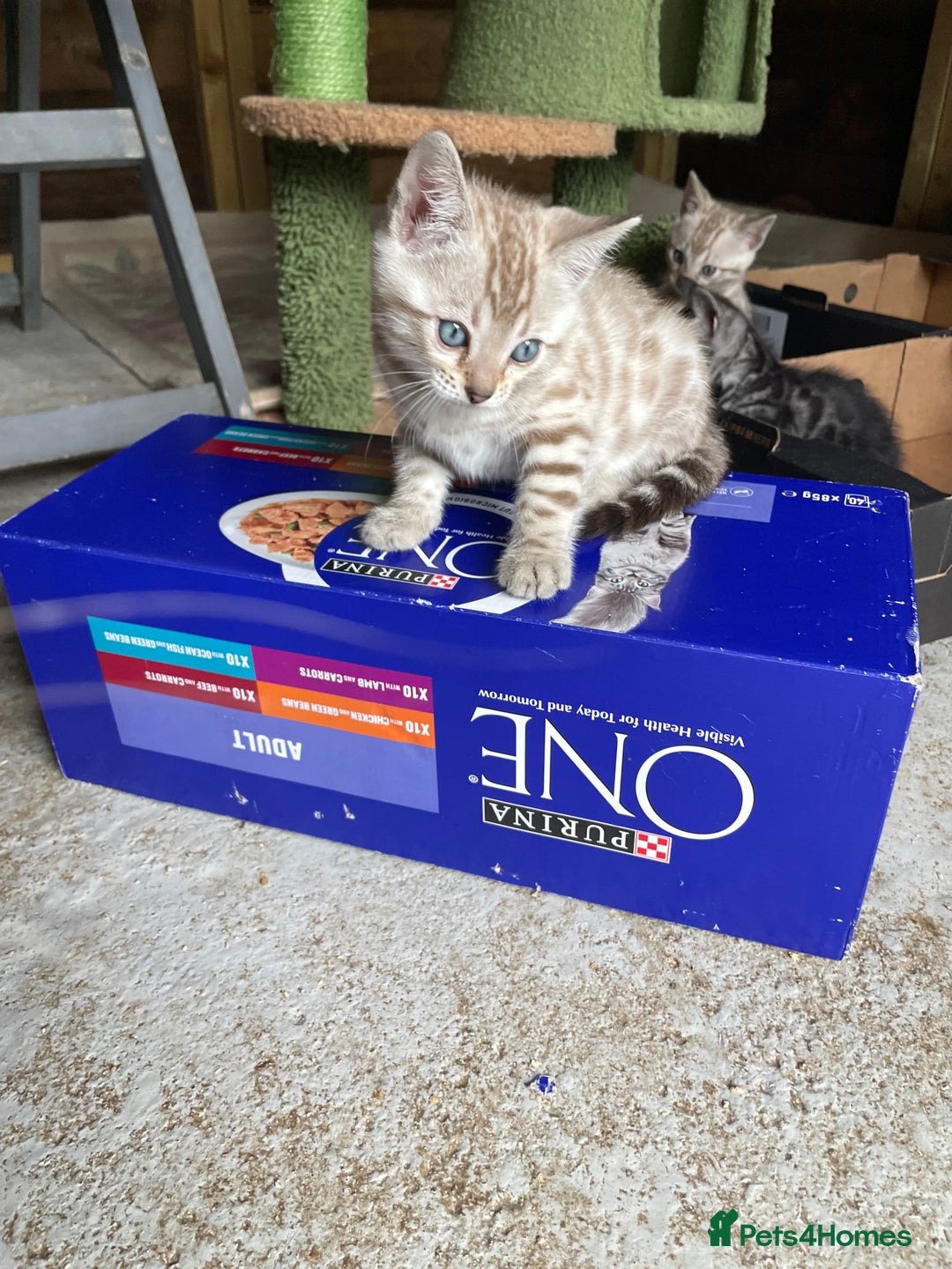Bengal cats for sale: 3 Pure Bengals left  - Image 33