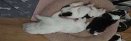 Siberian Husky dogs for sale: Siberian Huskey Pups (1xM and 3xF) in Bathgate - Advert 23