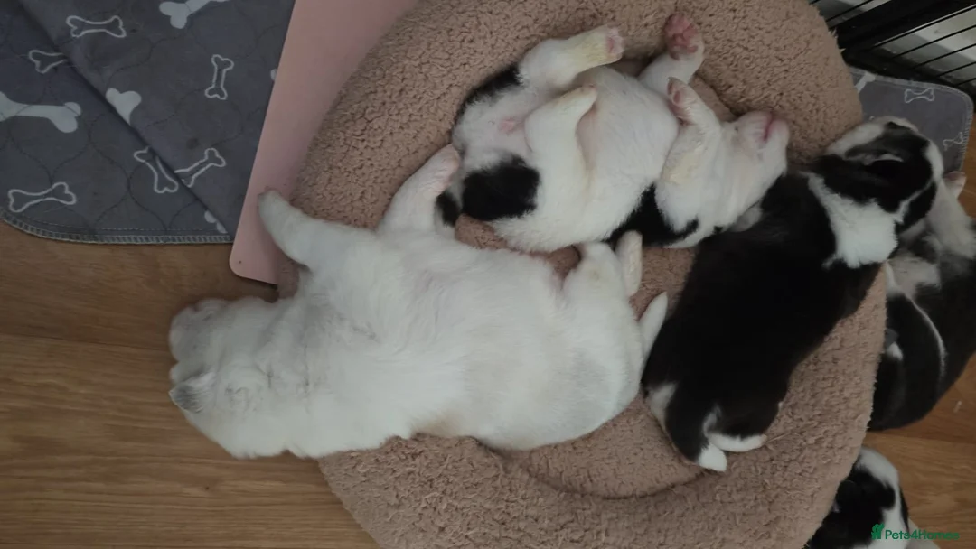 Siberian Husky dogs for sale: Siberian Huskey Pups (1xM and 3xF) in Bathgate - Advert 23