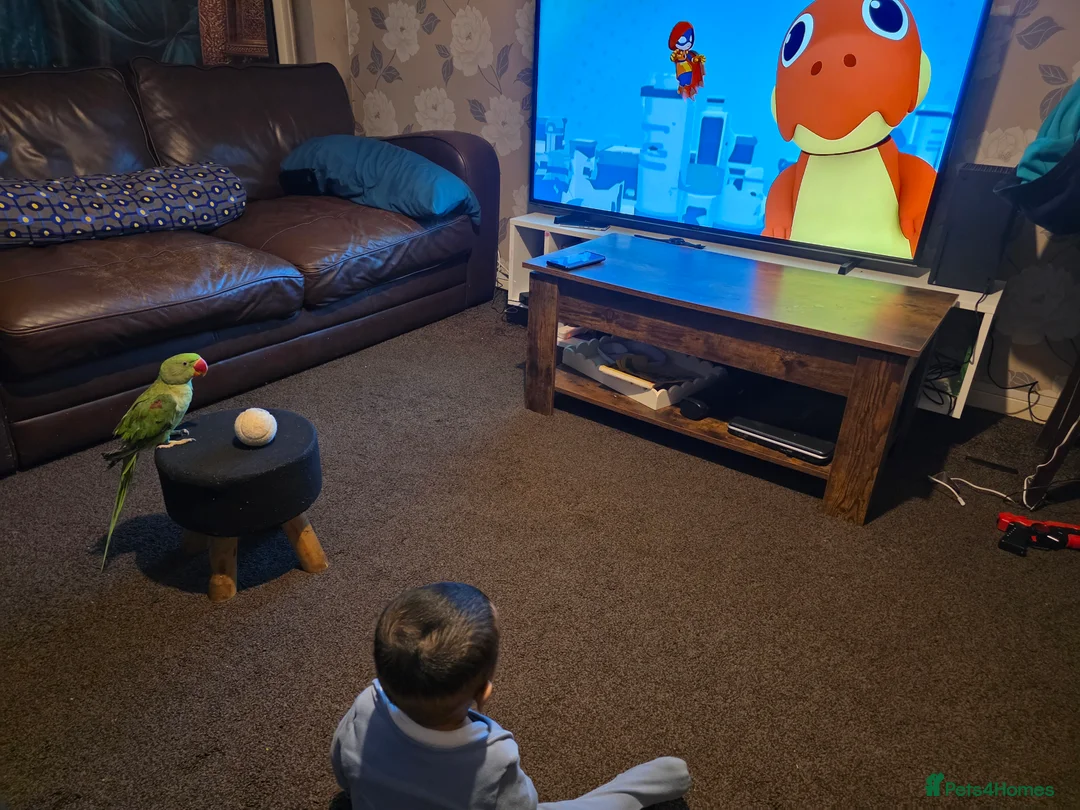 Parrots birds for sale: Tamed Alexandrine Parrot for sell  - Advert 2