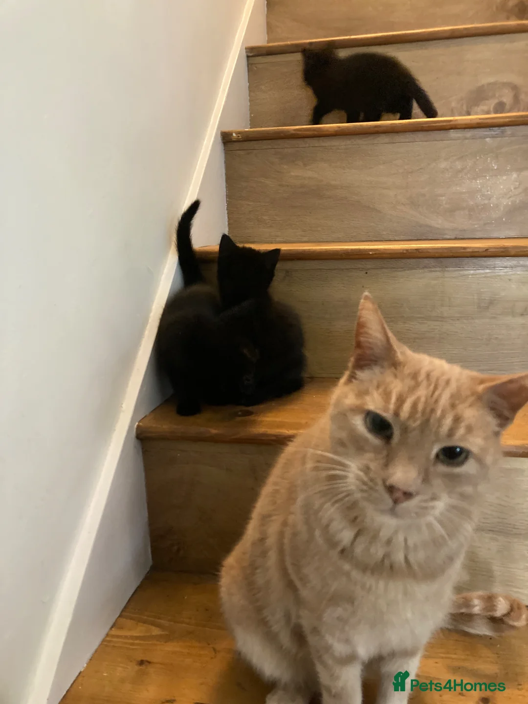 Mixed Breed cats for sale: Gorgeous kittens - Advert 9