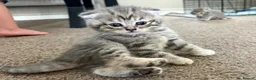 Scottish Fold cats for sale: PUREBRED Scottish fold kittens  - Advert 24