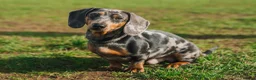 Miniature Dachshund dogs for stud: Miniature Smooth Hair Dachshund in Sandbach - Advert 4